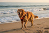 RidgeGuard™ Reflective Adventure Harness & Leash Set