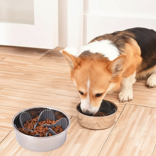 Premium Paws slow feeder bowl lifestyle